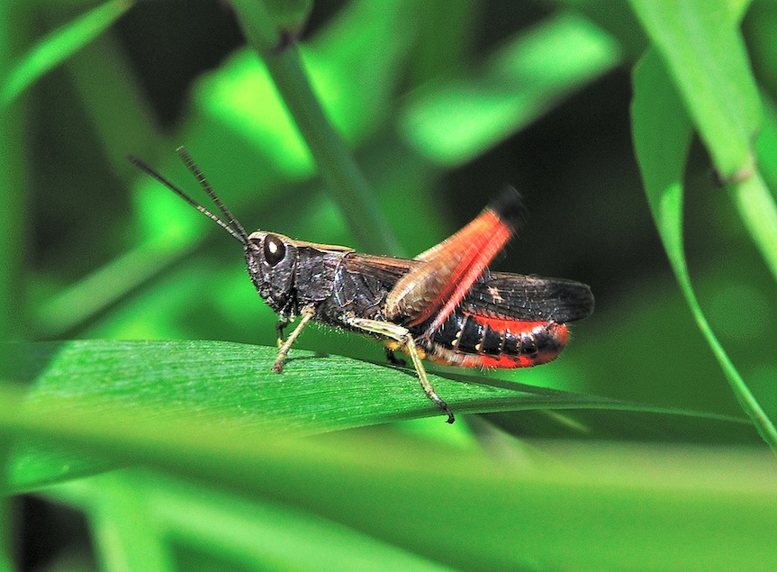 Maschio di Omocestus rufipes?